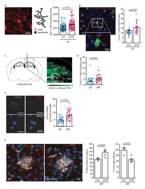 Short Chain Fatty Acids Scfa Modulate Microglia A Morphological