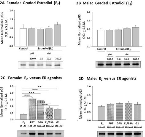 Figure From Sex Specific Estrogen Regulation Of Hypothalamic Astrocyte Estrogen Receptor
