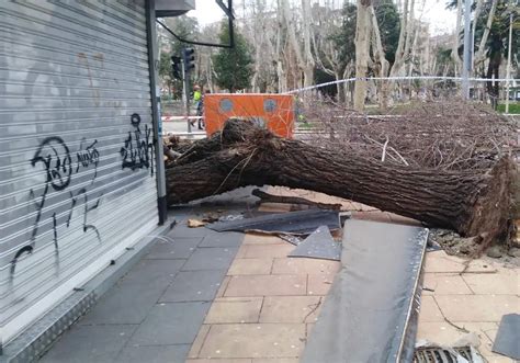 Una fuerte racha de viento arranca en Salamanca de cuajo un árbol del