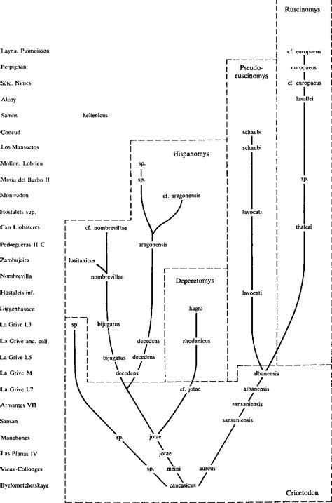 Figure 1 from Une nouvelle classification des Cricetidae (Mammalia, Rodentia) du Tertiaire de l ...