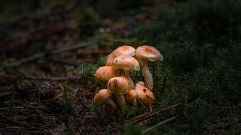 Close Up Of Brick Red Sulfur Head Mushroom On Mossy Ground In The