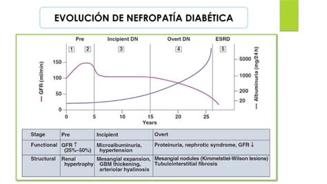 NEFROPATÍA RENAL DIABÉTICA NEFROPATIA DIABETICA PPT