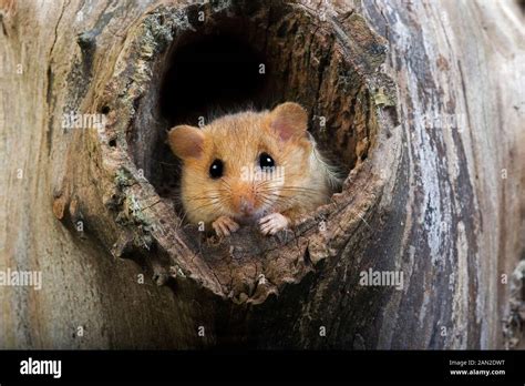 Dormouse Nest