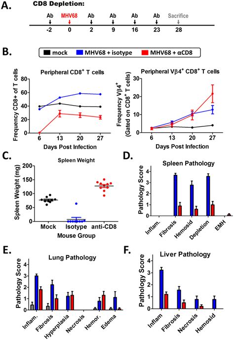 Depletion Of Cd8 T Cells Ameliorates Mhv68 Induced Fibrotic Disease In