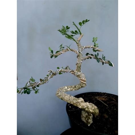 Jual Bonsai Kawista Batu Meliuk Shopee Indonesia