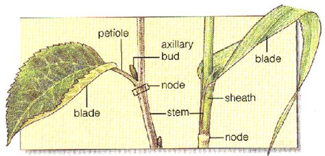 Parts Of A Leaf Diagram