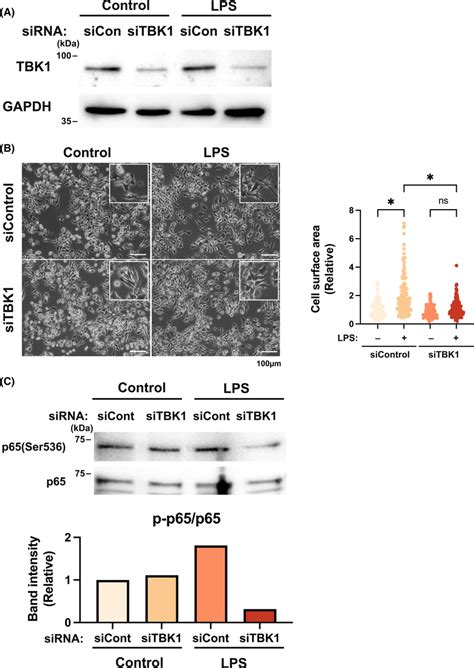 The Function Of Tank‐binding Kinase Tbk‐1 In Nf‐kb Phosphorylation