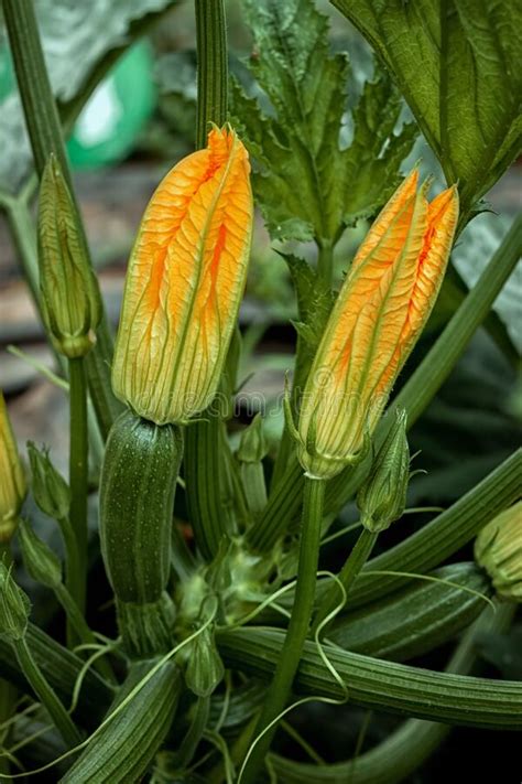 The Flower Of A Ripening Zucchini In The Garden Growing Zucchini Stock