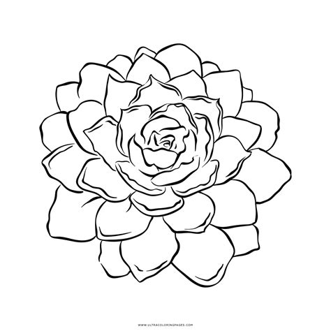 Dibujo De Suculento Para Colorear Ultra Coloring Pages