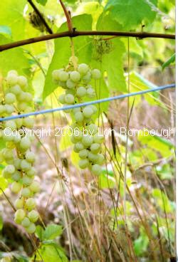 Grapevine Cutting Sales by Lon Rombough | bunchgrapes.com | Himrod Grapes