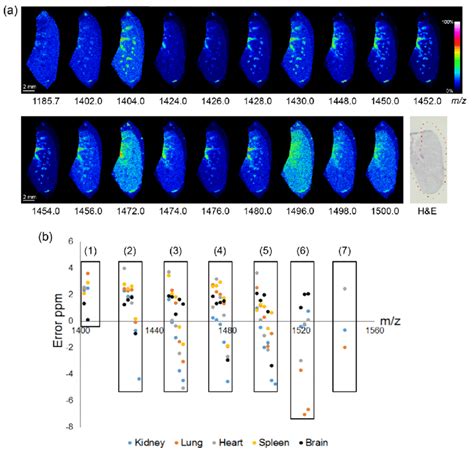 Maldi Detection Of Cl In Mouse Tissues A Maldi Msi Of Cls In Download Scientific Diagram