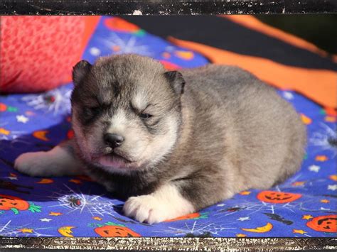 5 chiots Husky LOF à réserver Petite Annonce chien