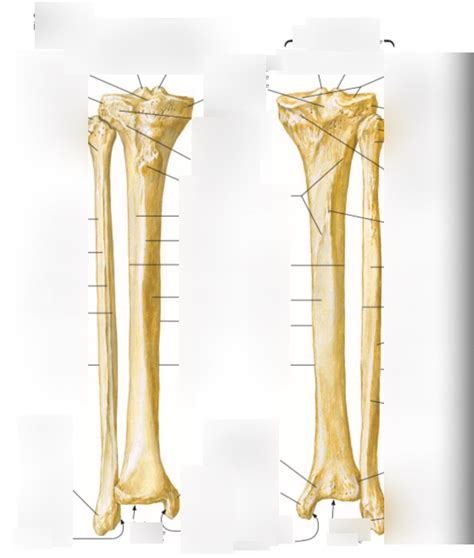 Tibia Et Fibula Diagram Quizlet