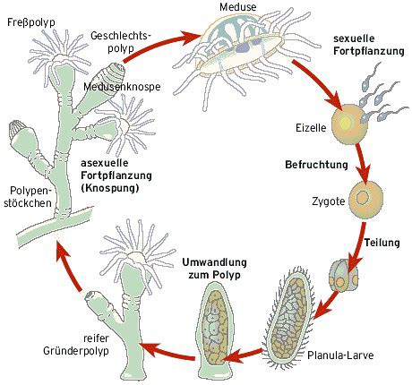 Biochemie Tiere Karteikarten Quizlet