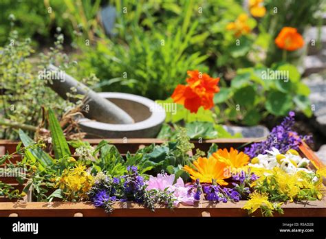 medicinal plants from the garden Stock Photo - Alamy