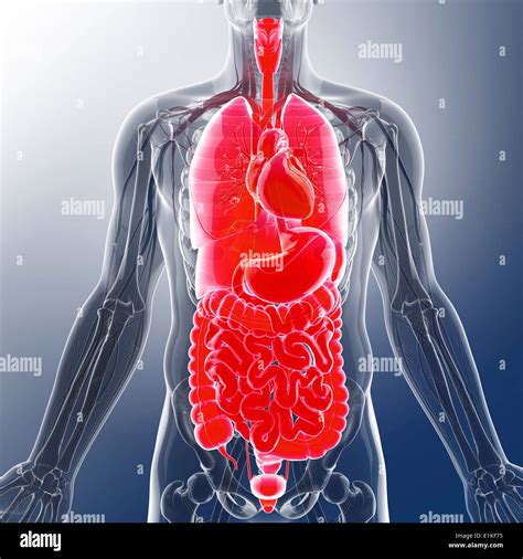 Internal Organs Human Male Hi Res Stock Photography And Images Alamy