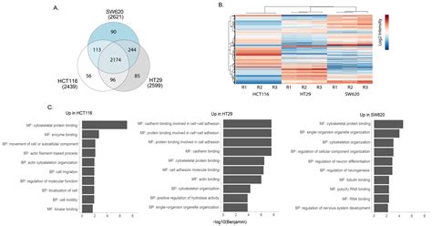 Proteomes Free Full Text Characterisation Of Colorectal Cancer Cell