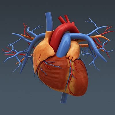 Human Heart Anatomy 3D Model Max Obj 3ds Fbx C4d Lwo Lw Lws