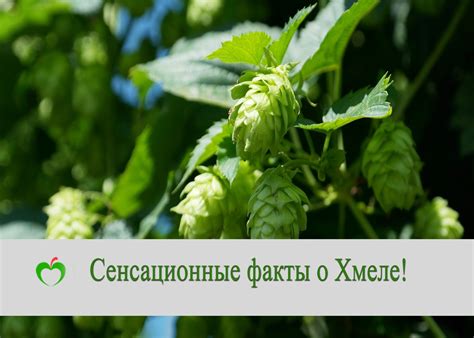 Шишки хмеля: лечебные свойства и противопоказания - Polza-vred.su