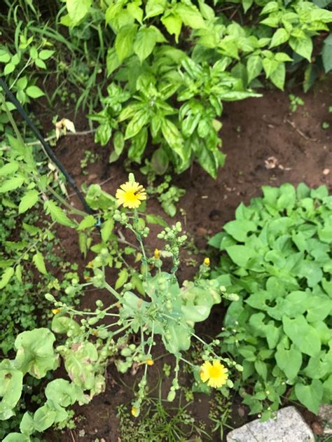 A Lettuce Plant Gone To Flower Gardening