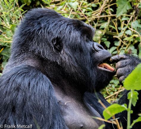 Silverback Gorilla Eats Bamboo Leaves Virunga Volcanos R Flickr