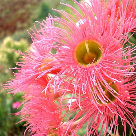 BEAUTIFUL FLOWERS: Eucalyptus Flowers - Pictures & Meanings