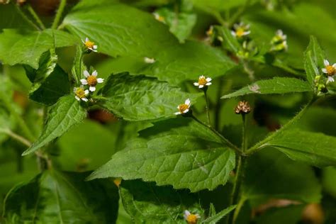 Broadleaf Weeds Identification Treatment And Prevention Minneopa