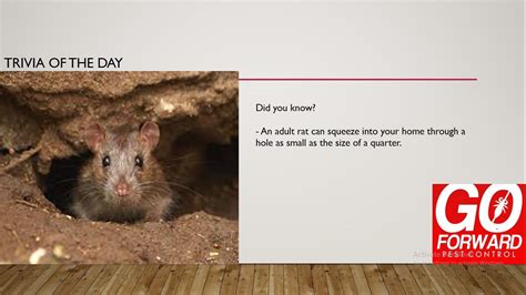 Trivia Of The Day © Image Know More About Your Pests Click The Link