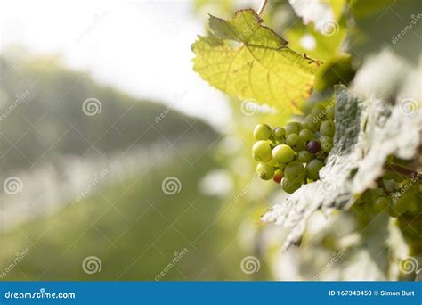 Weintrauben Stockfoto Bild Von Bauernhof Wein Rebe