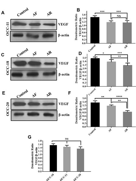 Western Blot Assay To Evaluate Vegf Protein Expression Aflibercept Download Scientific Diagram