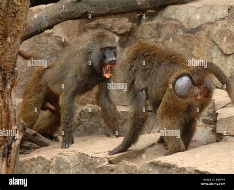 Baboons fighting hi-res stock photography and images - Alamy