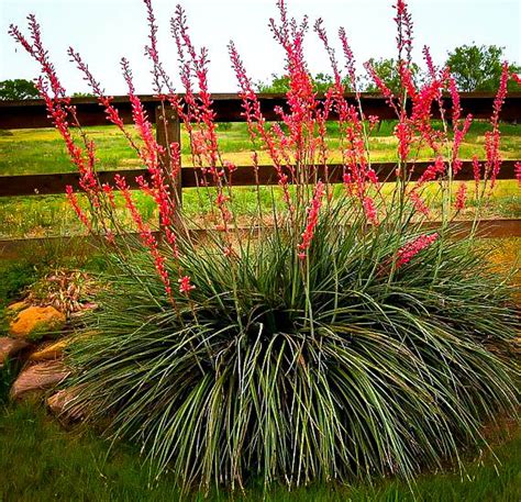 Texas Red Yucca Plants For Sale Online | The Tree Center™