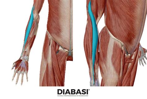 Brachioradiale Anatomia E Massaggio Diabasi