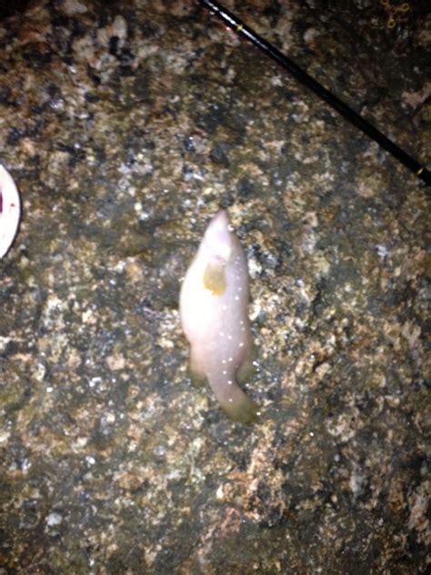 Weirdest fish I've caught. ID? : Fishing