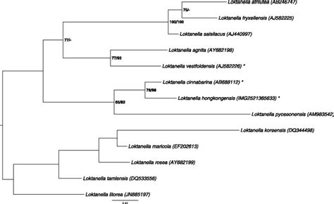 Phylogenetic Tree Highlighting The Position Of L Hongkongensis