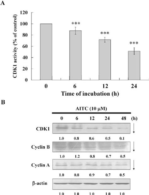 Allyl Isothiocyanate Triggers G M Phase Arrest And Apoptosis In Human