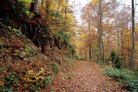 Fagedes De Catalunya Turisme Catalunya Esdeveniments Rutes Racons