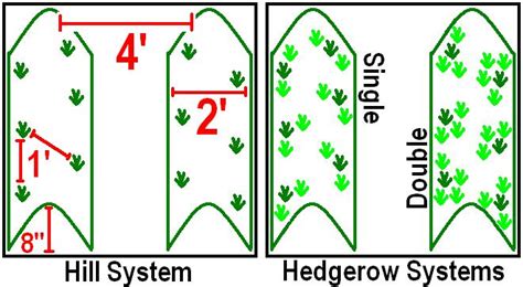 Growing Strawberries The Definitive Guide Updated 2021