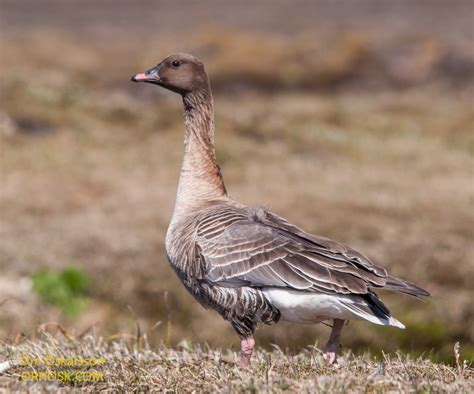 The Pink Footed Goose Lives In The Interior Ornosk Birds Landscape