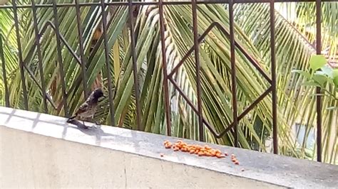 Red Vented Bulbul Eating😄 Youtube