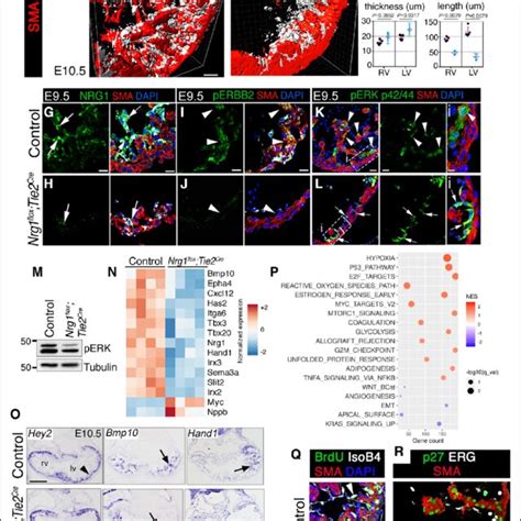 Nrg1 Neuregulin 1 Erbb2 Erb B2 Receptor Tyrosine Kinase