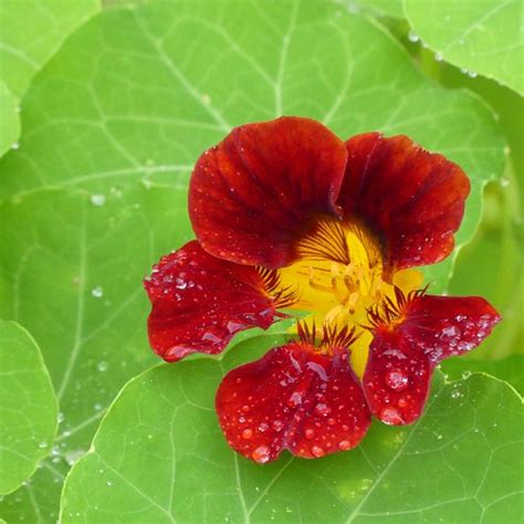 Nasturtium After Rain Pauline Bezodis Flickr