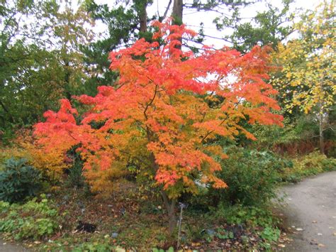 Acer palmatum ‘Elegans’ | Kiefer Nursery: Trees, Shrubs, Perennials