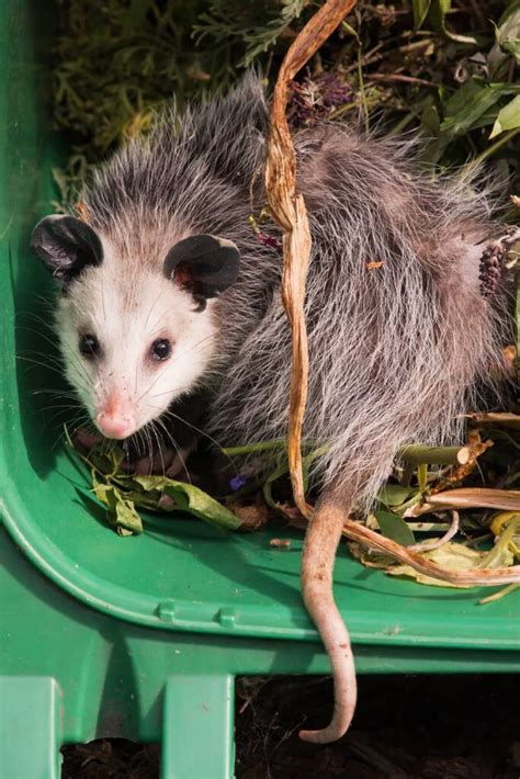 Can Possums Climb All South Pest Control