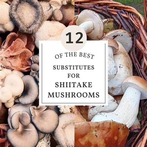 The Perfect Shiitake Mushroom Substitute Options For Any Recipe