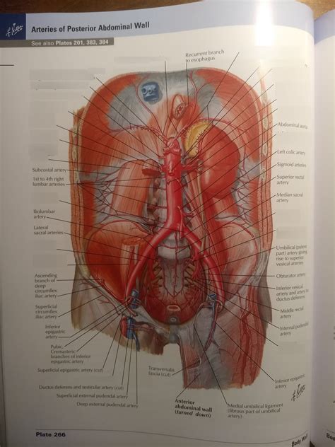 Arteries Of Posterior Abdominal Wall Diagram Quizlet