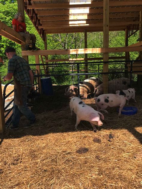 Raising Pigs For Beginners Abundant Permaculture