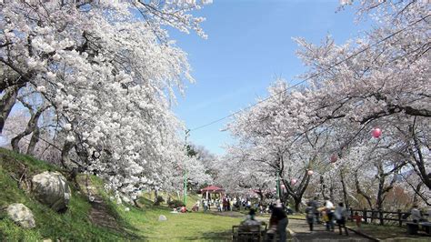 Japan’s Top 100 Blossoms: Eboshiyama Park (Yamagata) | Nippon.com