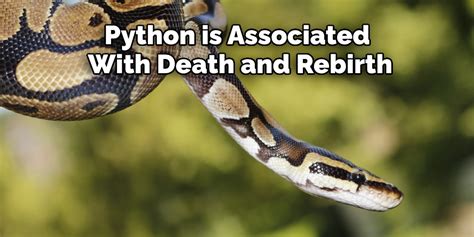 Python Spiritual Meaning Symbolism And Totem Explained