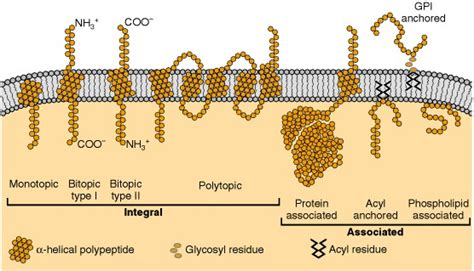 Membrane Proteins Basic Neurochemistry Ncbi Bookshelf